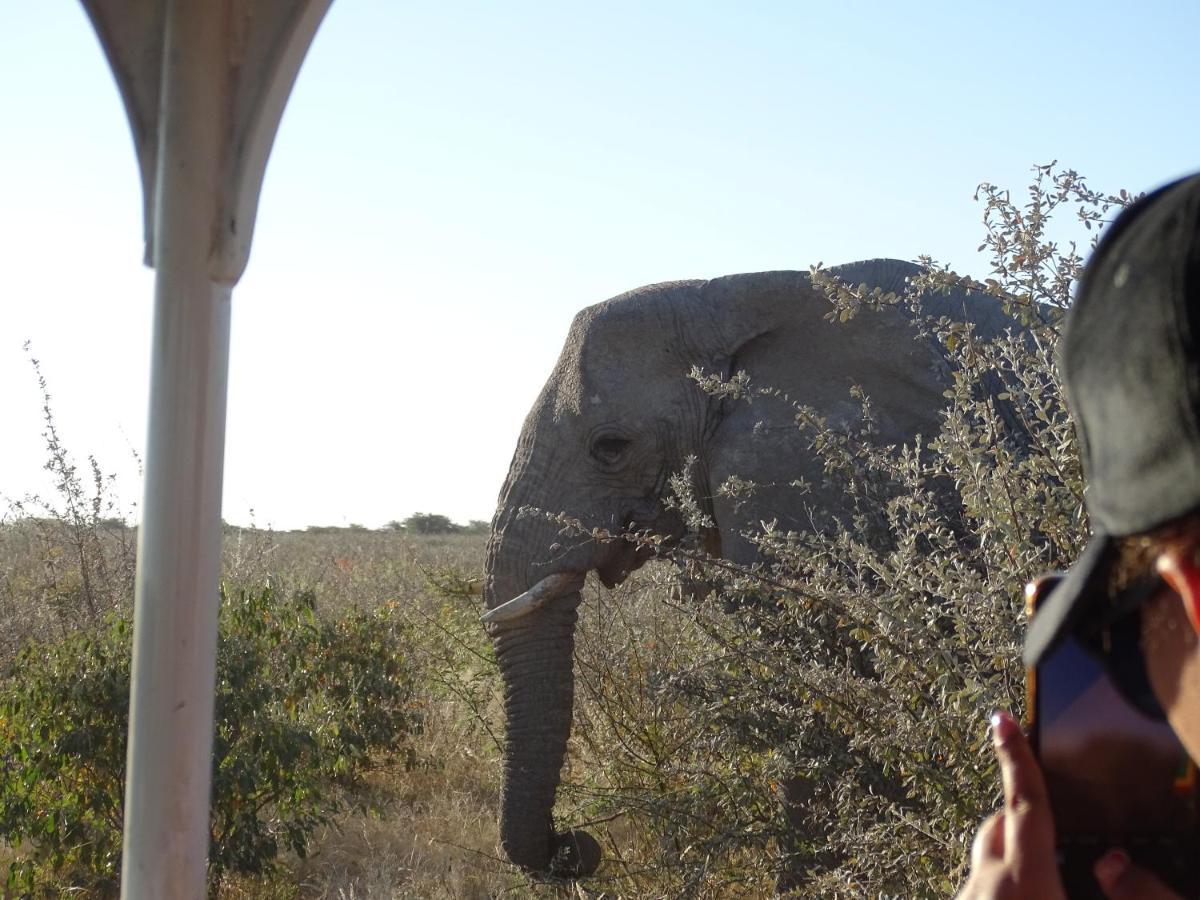 Etosha King Nehale Villa Omuthiya Dış mekan fotoğraf